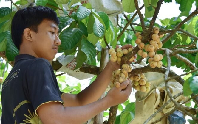 
					Panen Duku Rejoso Dimulai, Buah Langka yang Langsung Diborong dari Kebun